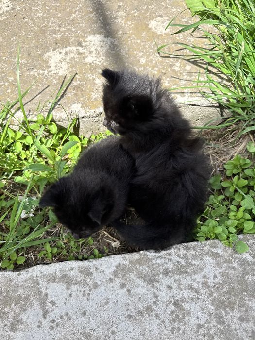 Віддамо чорненьких кошенят