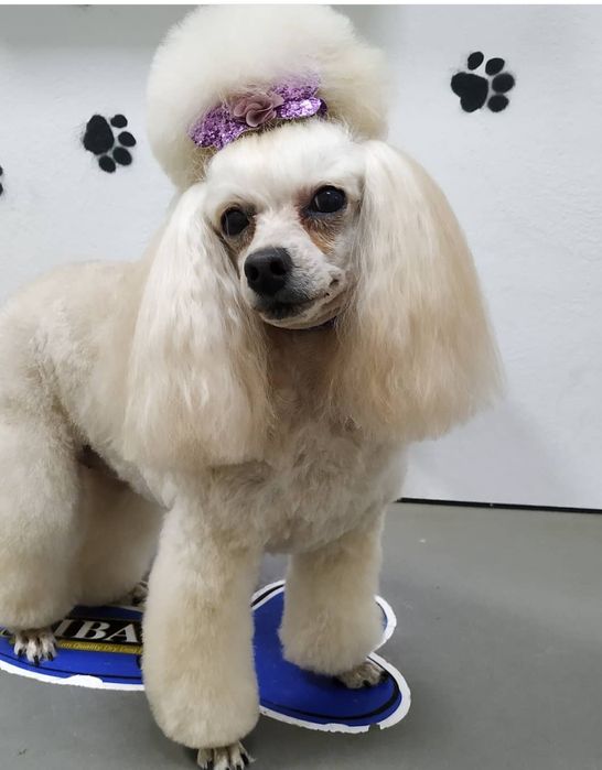 Стрижка собак в Харькове