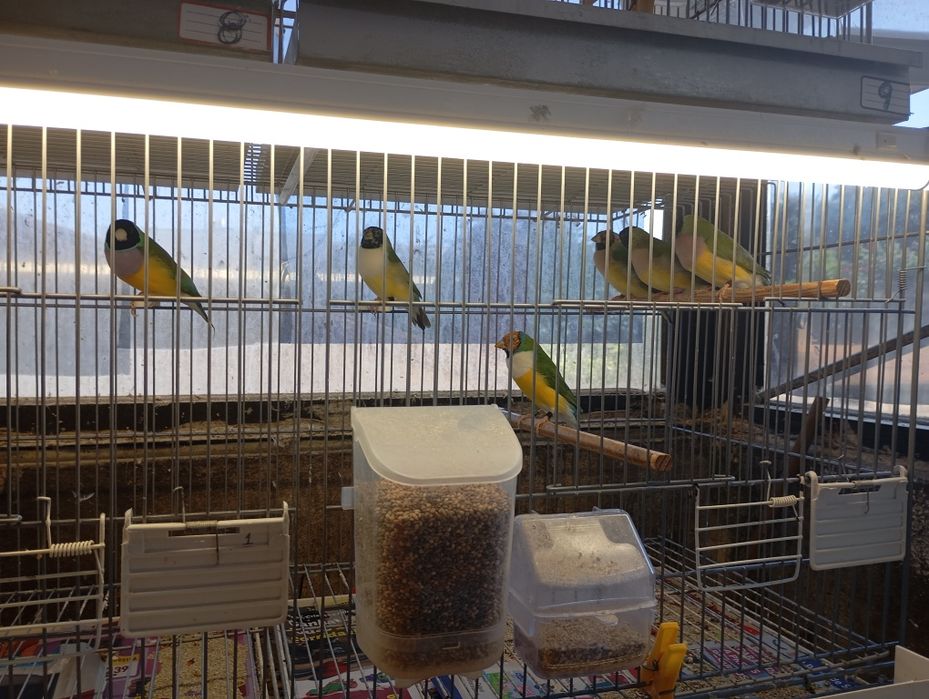Diamante de  gould