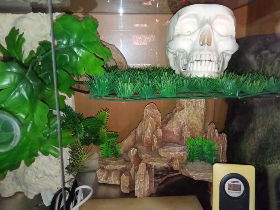 Terrarium dla gekona