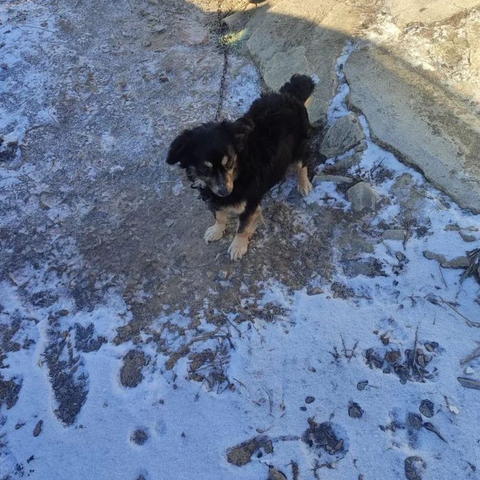 Отдам в добрые руки СРОЧНО  СПАСИТЕ