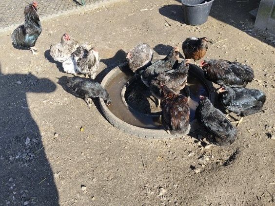 Sprzedam kury araukany