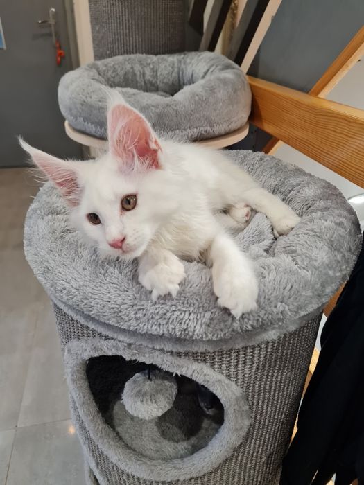 Maine Coon kocur ds12