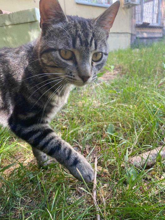 Котики в добрі руки