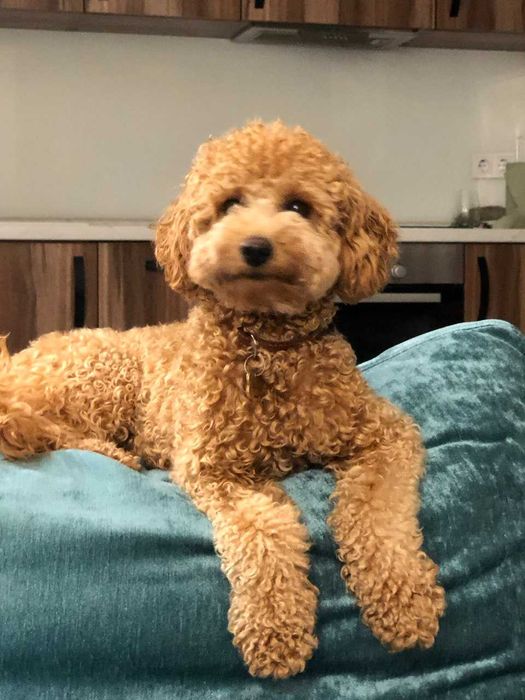 В’язка. Той-пудель, хлопчик, 3 роки — Київ, Осокорки