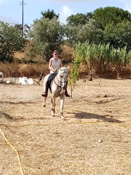 Cavalo bom para aulas