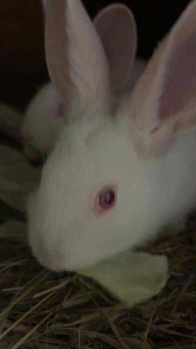 króliki termondy małe