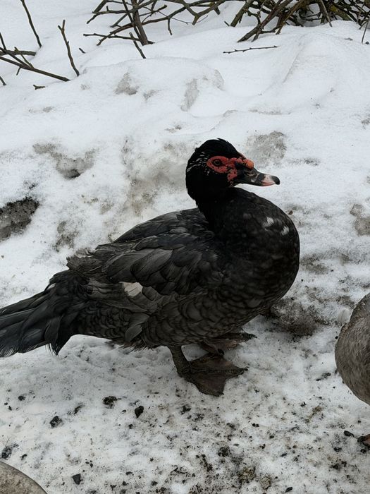 Качки шипуни лавандові, вік 8 місяців