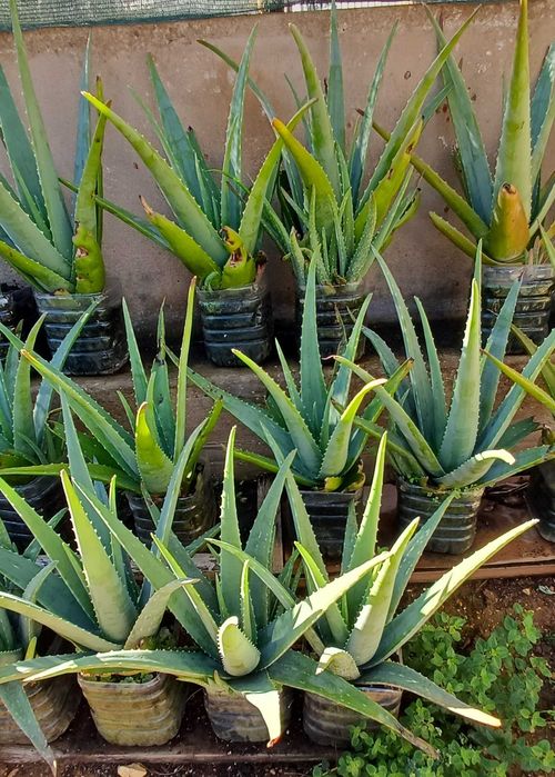 Aloe Vera (em vaso)