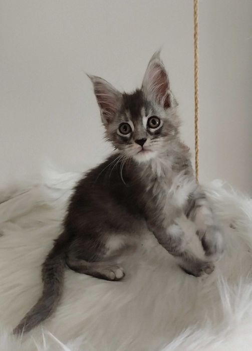 Kocurek Maine Coon ns22 srebrny czarny