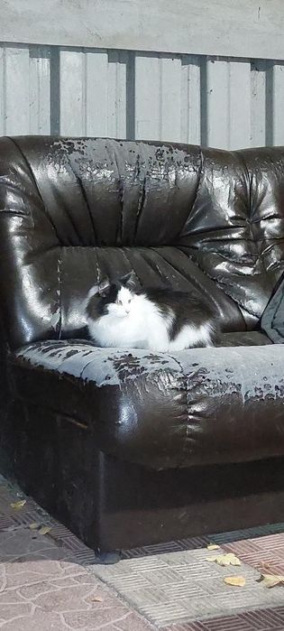 Отдам пушистого черно-белого котенка, мальчик, 6 месяцев