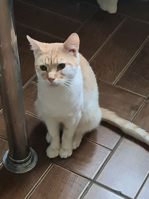 Молодий котик шукає турботливу родину
