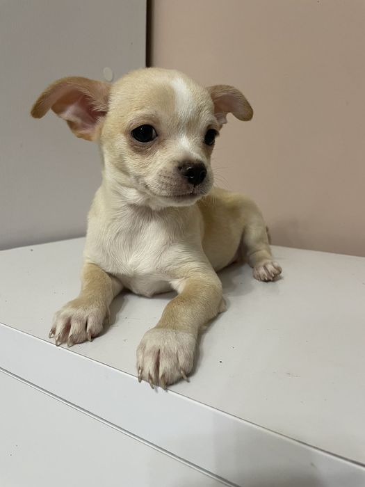 Мальчик привит полностью