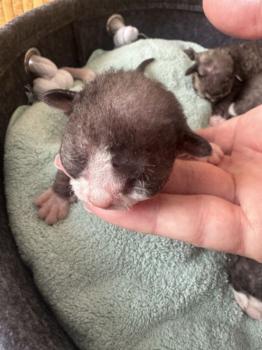 Девон-рекс кошенята - різні забарвлення з документами