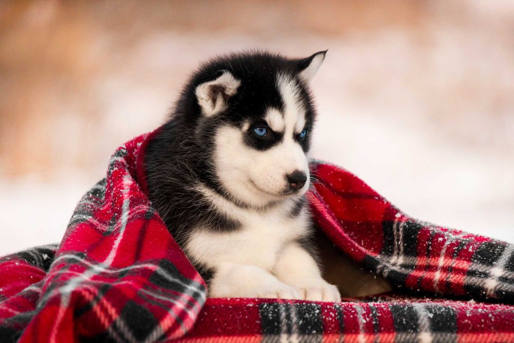 Цуценята Хаскі з блакитними очима