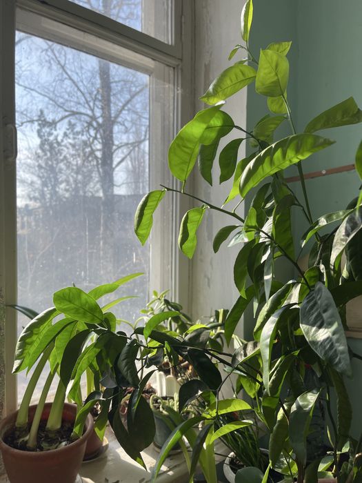 Цитрусове дерево (лимон/апельсин/мандарин)