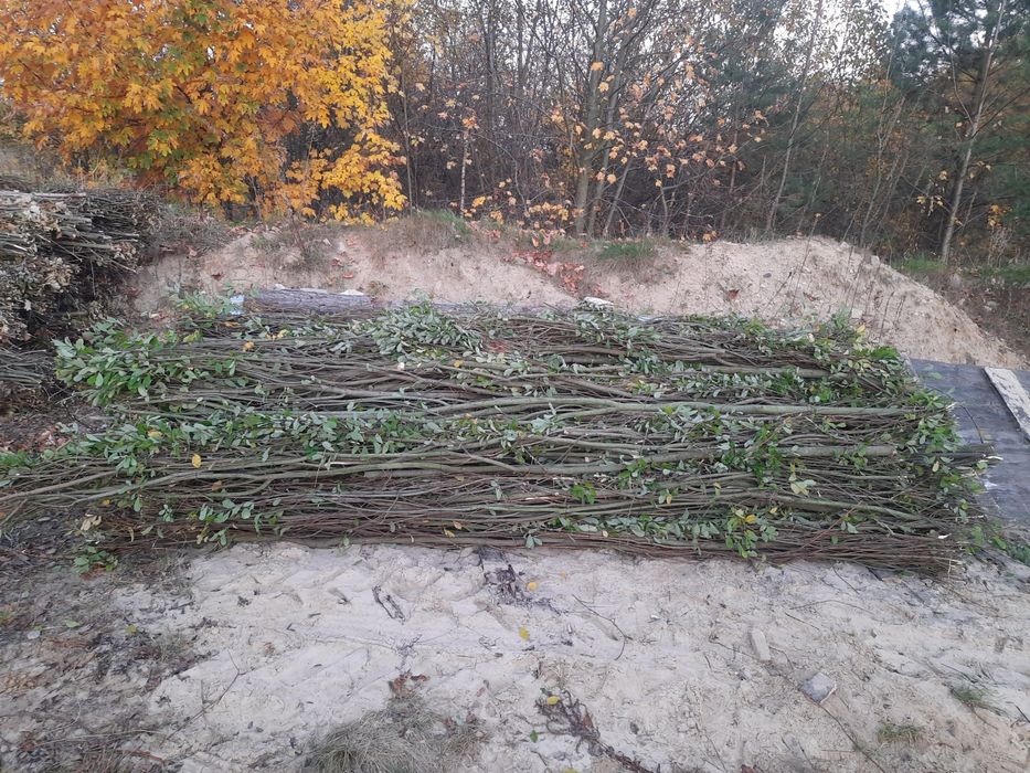 Kiszka Faszyna regulacja stawów