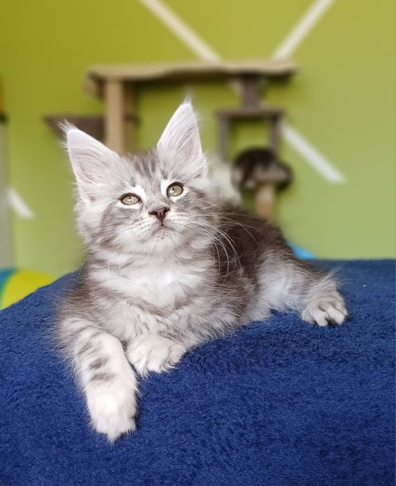 Maine Coon kotka ns22