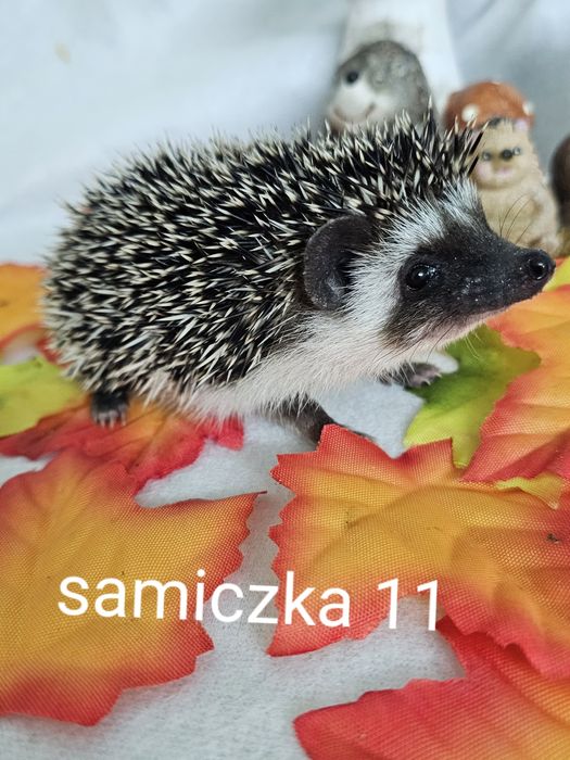 Jez pigmejski jez afrykański