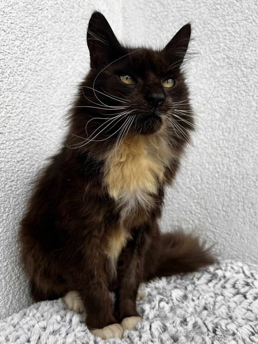 Pokotaj Majeranka - wspanialy i kochany kot do adopcji