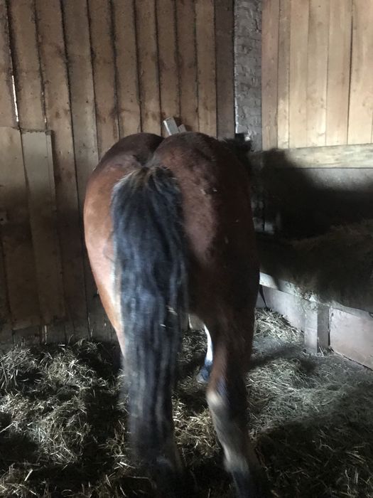 Sprzedam konie zimnokrwiste