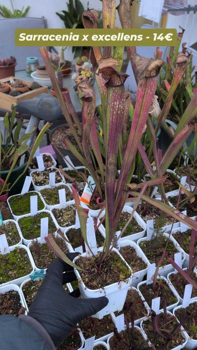 Plantas carnívoras - várias espécies