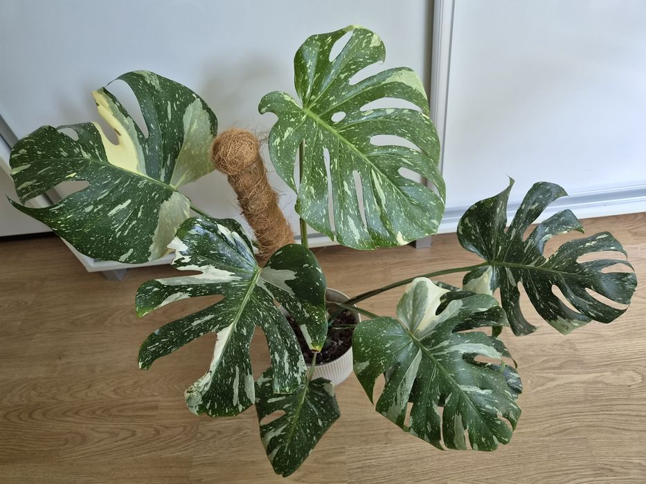 Monstera thai constellation