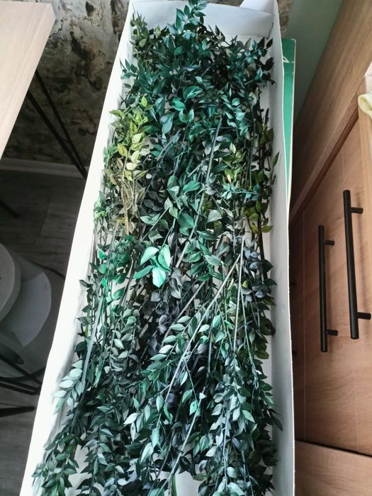 suszone rośliny zielony ruszczyk kolczasty ruskus