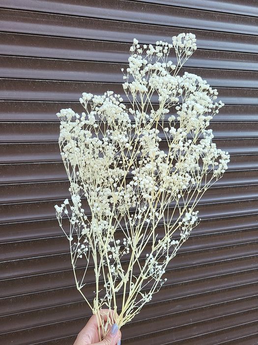 Очерет тростина пампас гіпсофіла сухоцвіти пампасна камыш війник