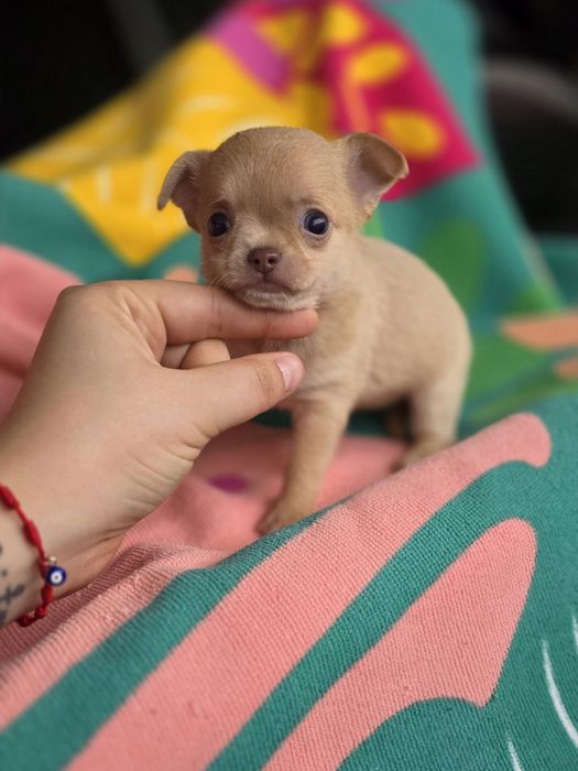 Chihuahua Fêmea Lilac Fawn Pêlo Curto