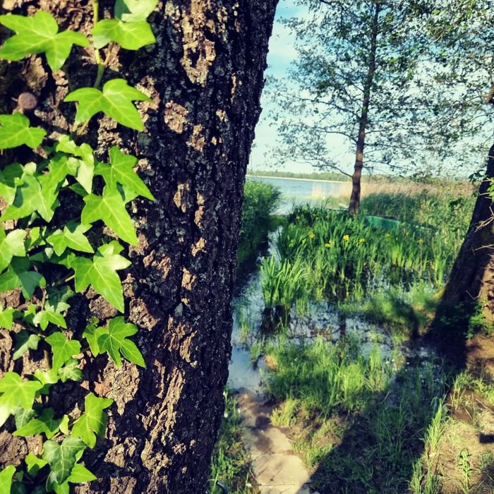 Działka pierwsza linia brzegowa Leśniewo - Widok 6
