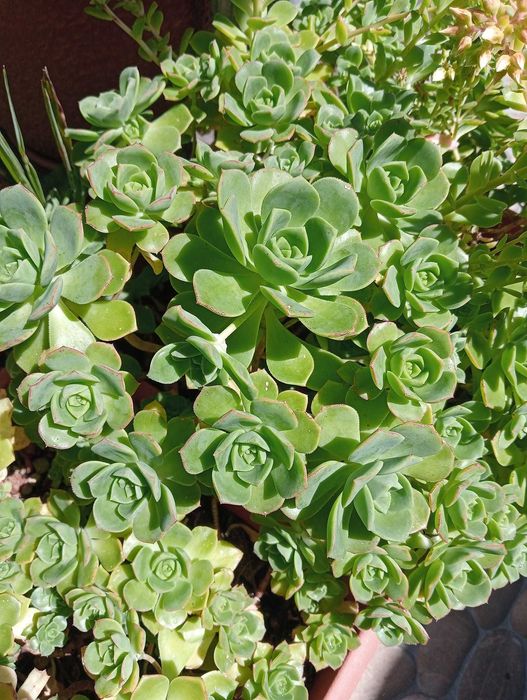 Suculenta rosa pequena/eonium kiwi