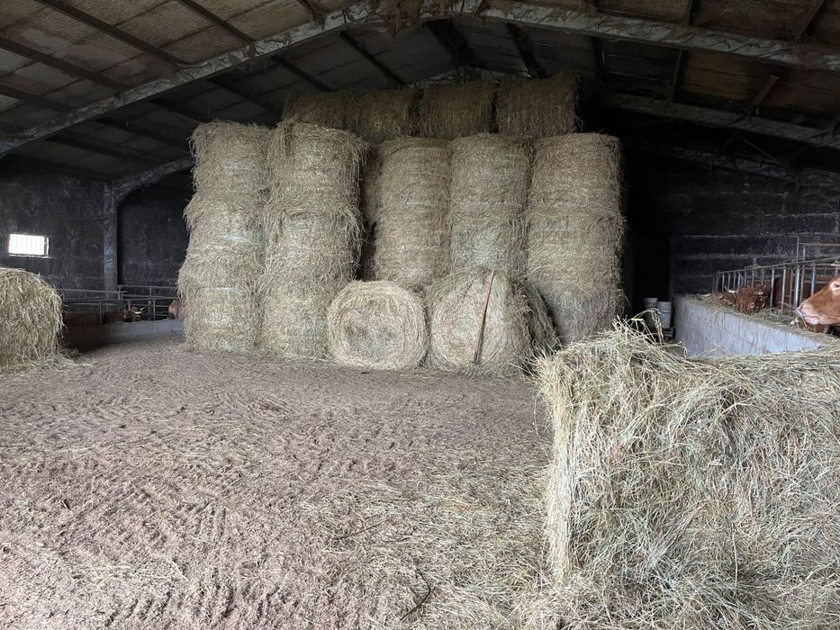 Feno  de boa qualidade