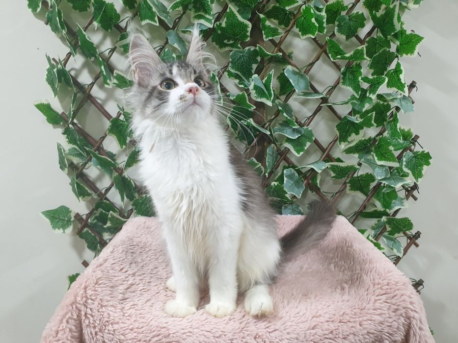 Fêmea Maine Coon com pedigree