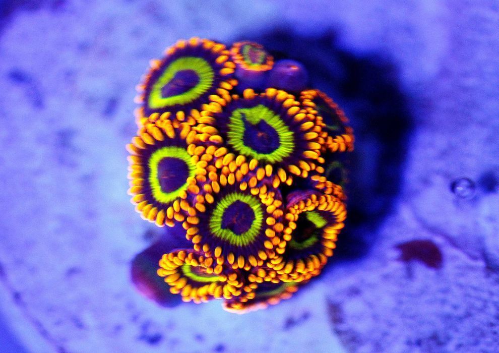 Zoanthus Fruit Loops 5 Główek Zoa Zoaski Grzybki FLUOLAMPS.PL WYSYLKI