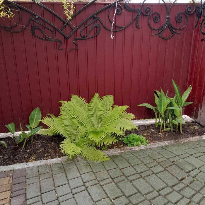 Папороть декоративна садова
