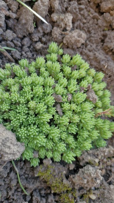 Сукуленти, молодило, кам'яна роза, очиток