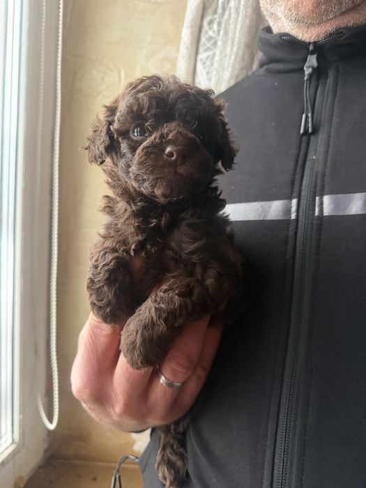 Кукольеый шоколадный мальчик пудель