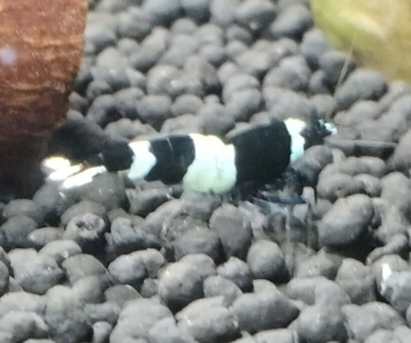Krewetki Taiwan Panda wysyłka