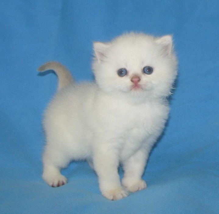 Котик золота шиншила пойнт