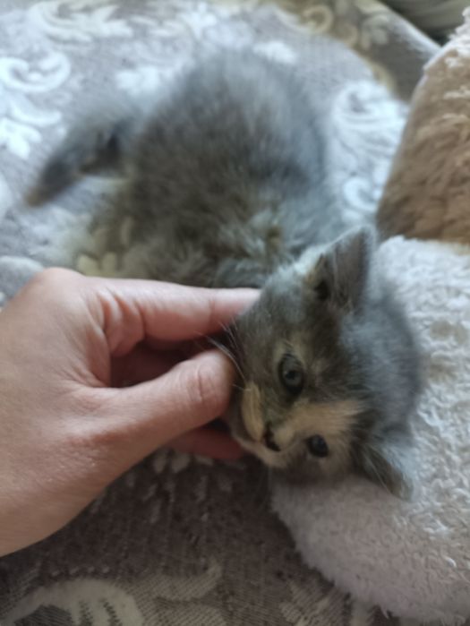 Кошенята в добрі руки