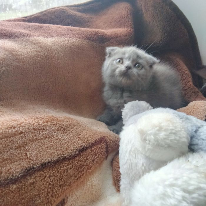 Девочка шотландский скоттиш фолд