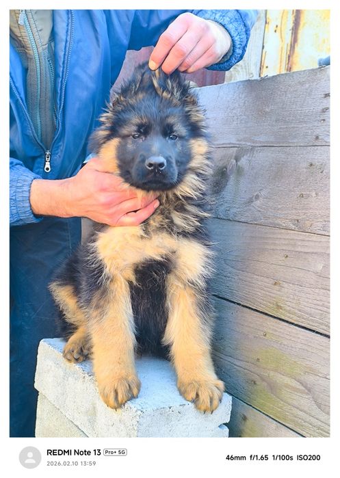 Щенки немецкой овчарки длинношерстные