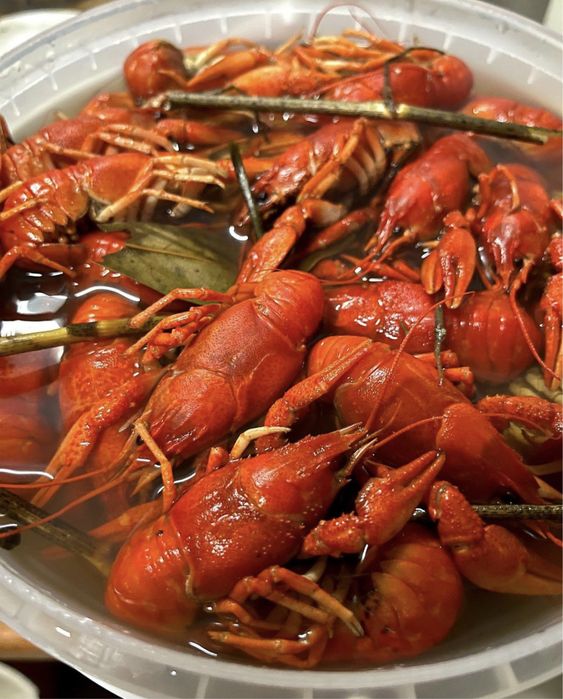 Живые раки. Раки в запорожье