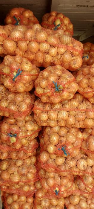 Продам цибулю на зберігання