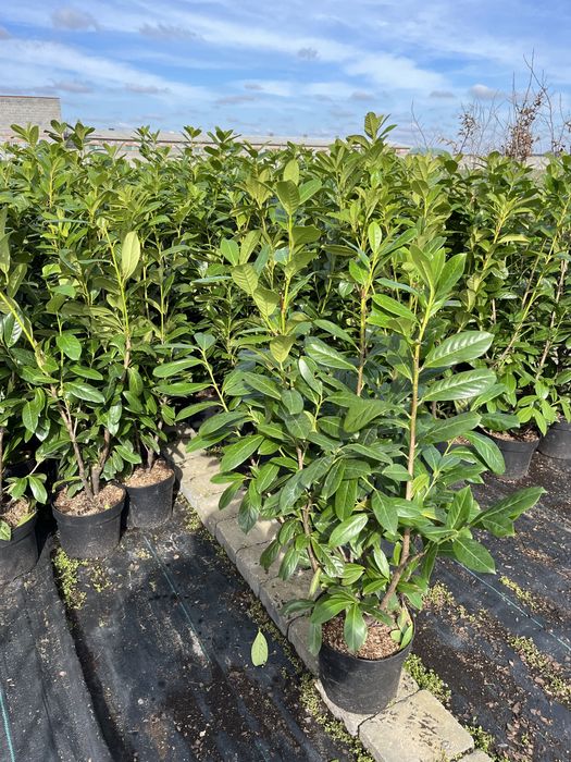 Laurowiśnia, cis, tuja brabant