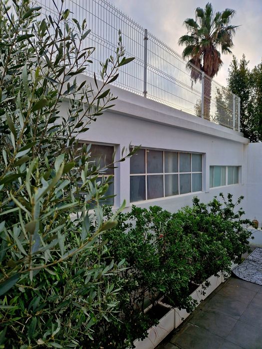 Vasos com plantas Eugenia de exterior