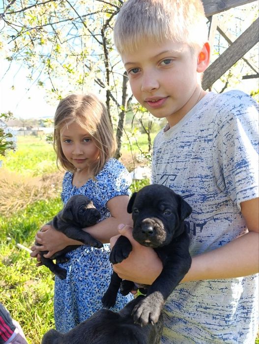 Цуцики кане корсо .