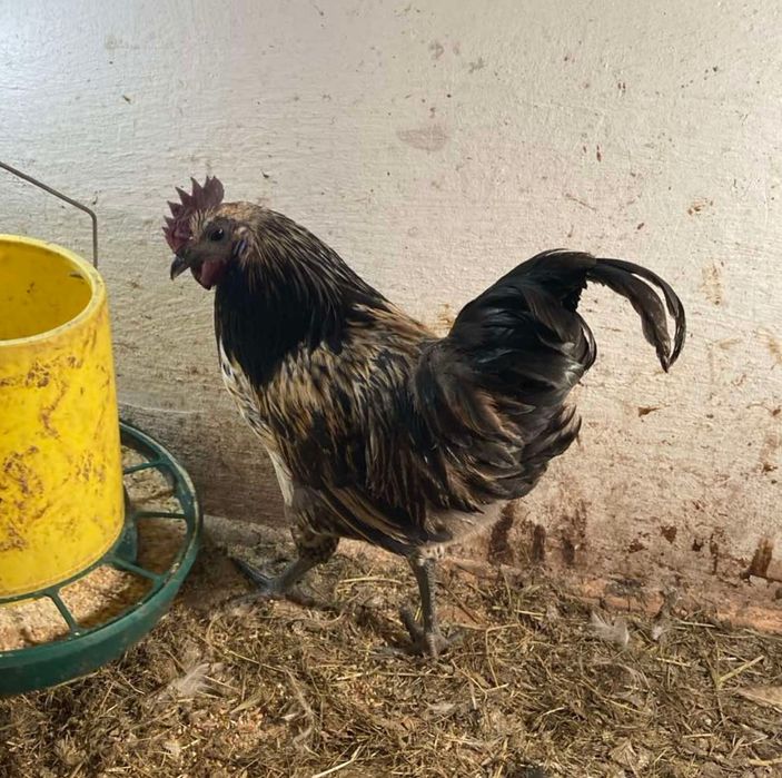 Лакеданзи молодые петухи