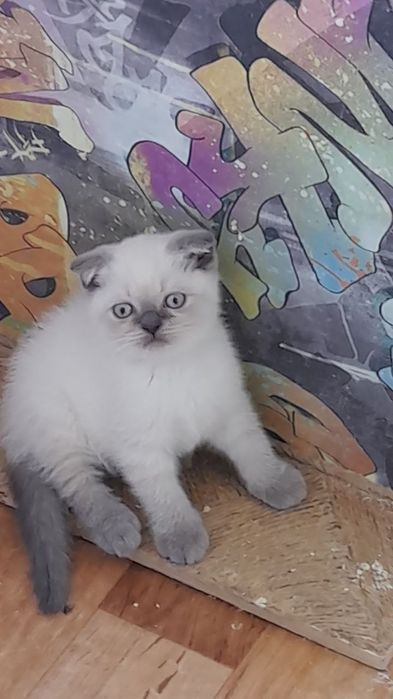 Шотландские котята